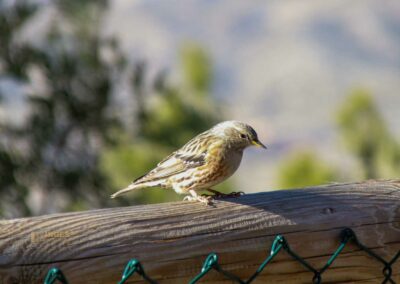 bei der canelobre hoehle bei busot_3852