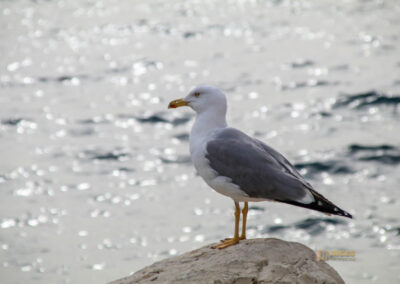 Überwintern in Calpe (Costa Blanca) - Woche 2 48 cala de l'advocat costa blanca_2071