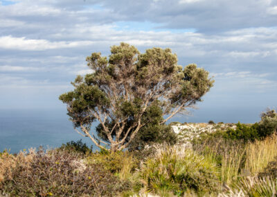 cap san antonio 0065