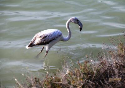 flamingos am salinensee in calpe_0904