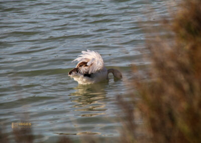 flamingos am salinensee in calpe_0915