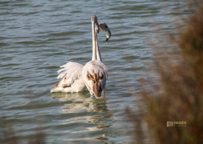 Überwintern an der Costa Blanca - mein Erlebnisbericht 62 flamingos am salinensee in calpe_0923