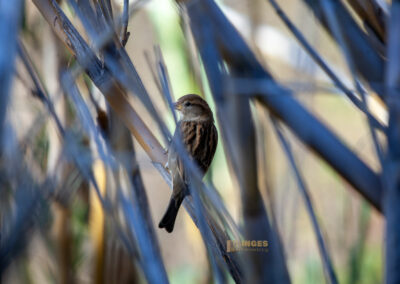 Überwintern in Calpe (Costa Blanca) - Woche 2 85 fonts de algar_0076