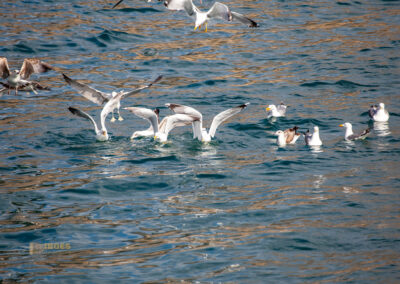 moewen im hafen von xabia_0035