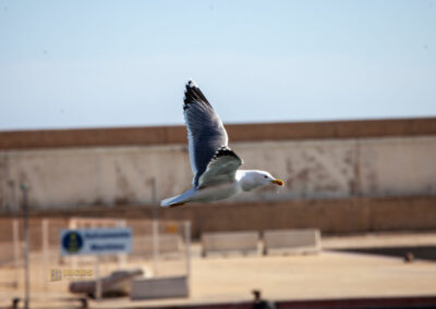 moewen im hafen von xabia_0052