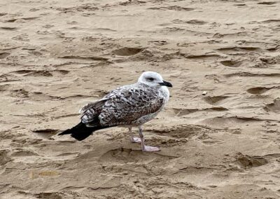 playa arenal bol calpe 0426