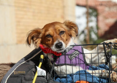 tiersegnung in altea_1022