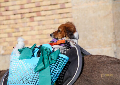 tiersegnung in altea_1107