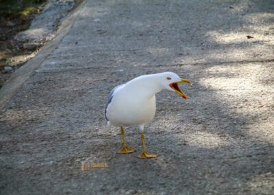 in der burganlage von denia_4248