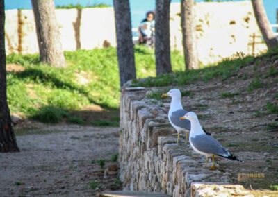 in der burganlage von denia_4260