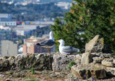 in der burganlage von denia_4274