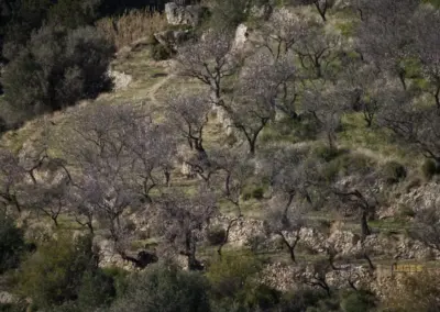 Überwintern an der Costa Blanca in Calpe - Woche 5 104 blicke vom mirador de tarbena_0077