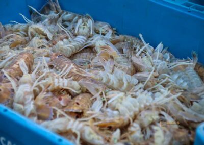 Überwintern an der Costa Blanca in Calpe - Woche 5 17 fisch direkt vom schiff lonja in calpe_5788