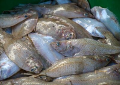 Überwintern an der Costa Blanca in Calpe - Woche 5 18 fisch direkt vom schiff lonja in calpe_5796