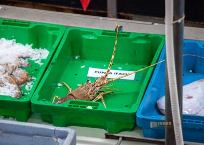 Überwintern an der Costa Blanca in Calpe - Woche 5 22 fischauktion lonja calpe_0328