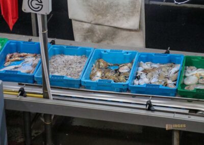 Überwintern an der Costa Blanca in Calpe - Woche 5 23 fischauktion lonja calpe_5817