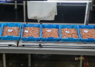 Überwintern an der Costa Blanca in Calpe - Woche 5 26 fischauktion lonja calpe_5844