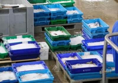 Überwintern an der Costa Blanca in Calpe - Woche 5 29 fischauktion lonja calpe_5855