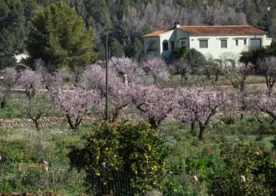 Überwintern an der Costa Blanca in Calpe - Woche 5 78 mandelbluete in alcalali_0009