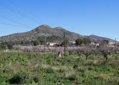 Überwintern an der Costa Blanca in Calpe - Woche 5 77 mandelbluete in alcalali_6318