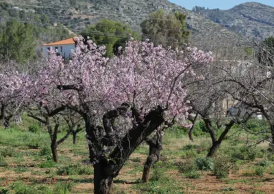 Überwintern an der Costa Blanca in Calpe - Woche 5 79 mandelbluete in alcalali_6325