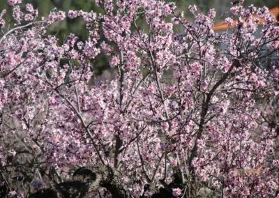 Überwintern an der Costa Blanca in Calpe - Woche 5 80 mandelbluete in alcalali_6328